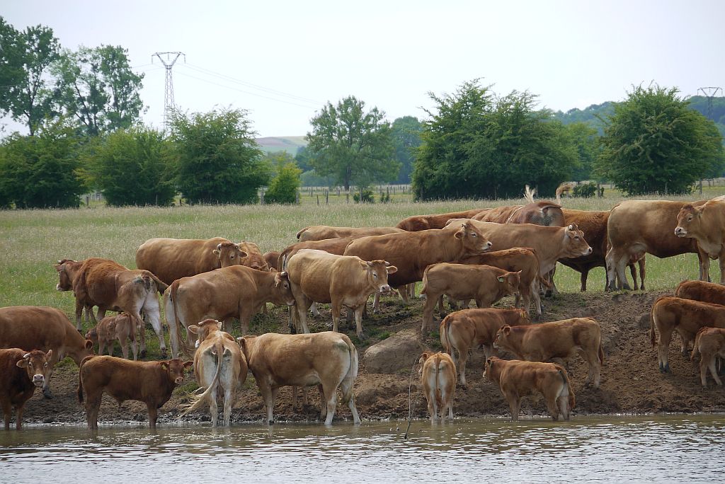 Foto van een groep koeien aan de waterkant